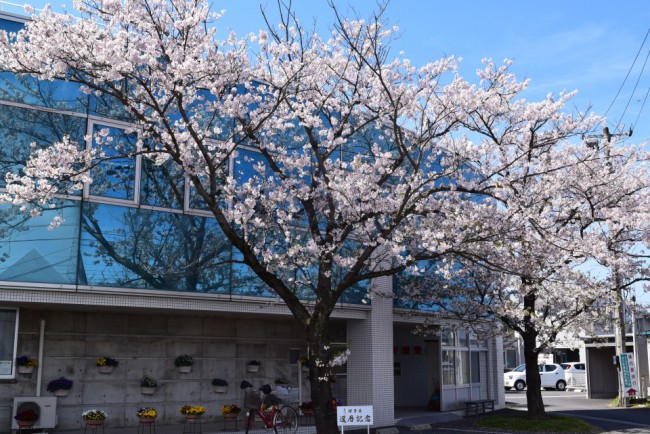 真誠会セントラルクリニックの桜です。理事長還暦記念に植樹された桜2本です。