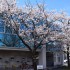 真誠会セントラルクリニックの桜です。理事長還暦記念に植樹された桜2本です。