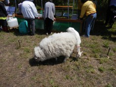 羊さんです。もふもふでした。